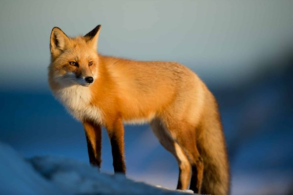 Comment faire de la photographie animalière ?