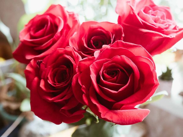 Comment capturer la beauté des fleurs en photo ?